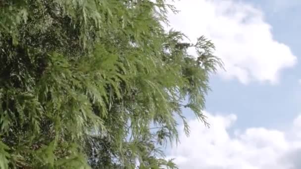 Evergreen Tree Branches Blue Sky Clouds — Stock video