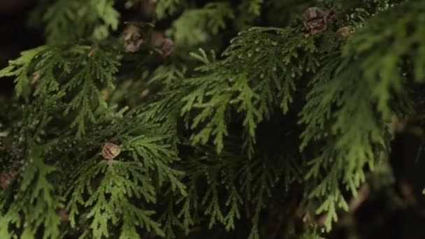 Evergreen Ağaç Dalları Detaylandırılmış — Stok video