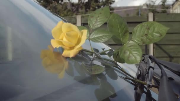 Romantic Gesture Leaving Rose Car Windscreen — Wideo stockowe