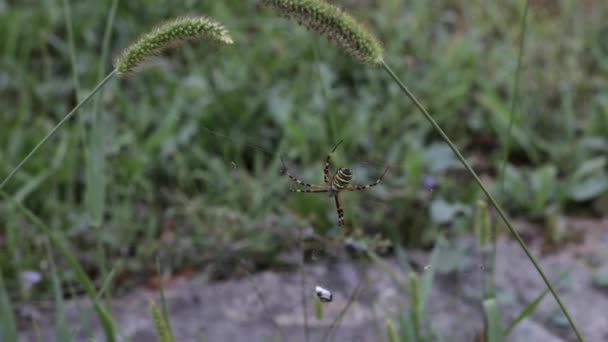 Wasp Spider Argiope Bruennichi Grass Background Large Striped Yellow Black — Stock Video