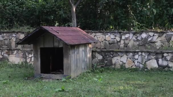 Shot Abandoned Dog House Shingle Roof Backyard — ストック動画