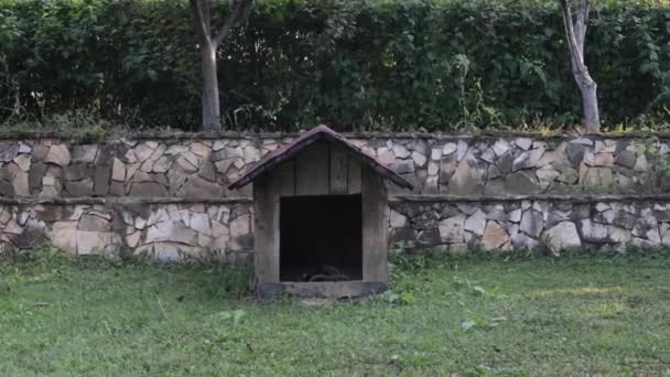 Shot Abandoned Dog House Shingle Roof Backyard — Video