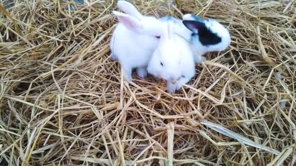 Close Shot Three Fluffy Bunnies Playing Jumping Seeking Food Rice — Video