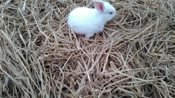 Close Shot One Fluffy Bunny Playing Jumping Seeking Food Rice — Stockvideo