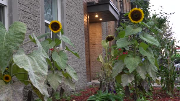 Sunflowers Front Building — Wideo stockowe