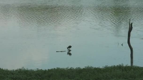 Gölün Ortasındaki Kuru Bir Ağaç Dalında Oturan Yalnız Kuş — Stok video