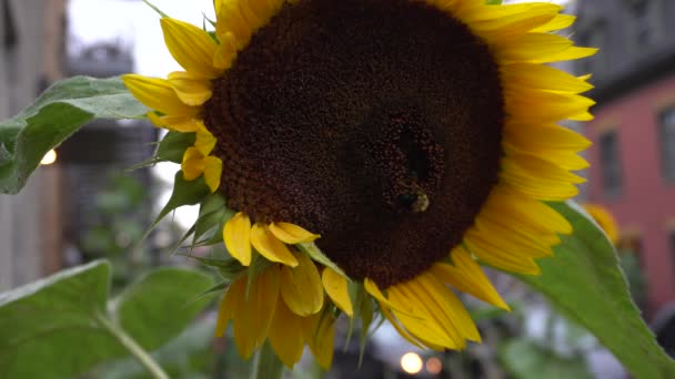 Bee Sunflower Working Hard — Stok video