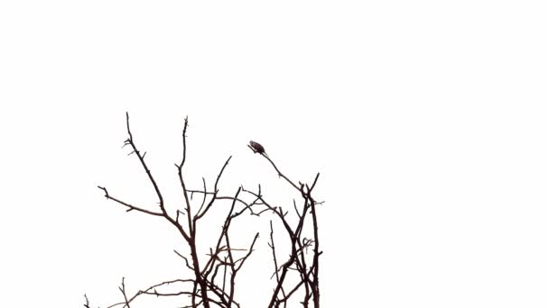 Single Bird Sitting Top Tree Silhouette White Background — Stock Video