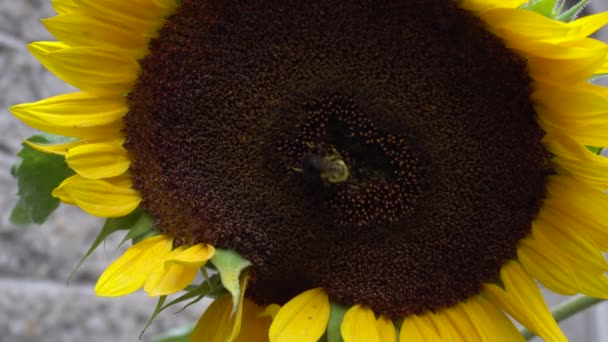 Closeup Footage Bee Working Sunflower — Stock video