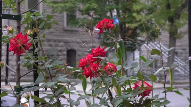 Red Flowers Front Building Other Side Street — Wideo stockowe