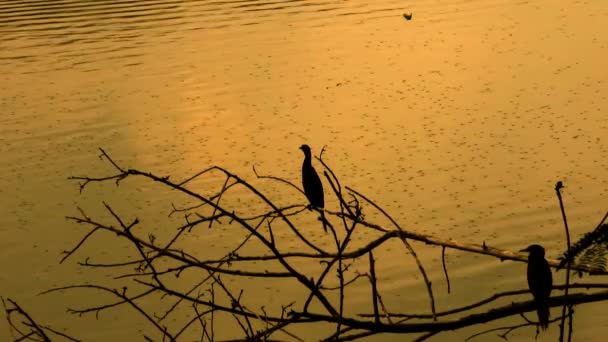 Lonely Bird Sitting Dry Tree Waterfront Sunrise — Vídeo de stock