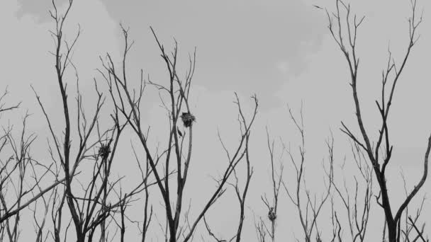 Birds Nest Misty Cloudy Weather Silhouette — стоковое видео