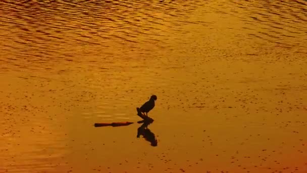 Osamělý Pták Relaxační Pitná Voda Jezeře Při Krásném Západu Slunce — Stock video