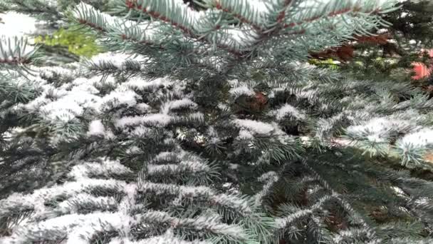 Snow Falling Pine Tree Walking Pines Snow Season — Stockvideo