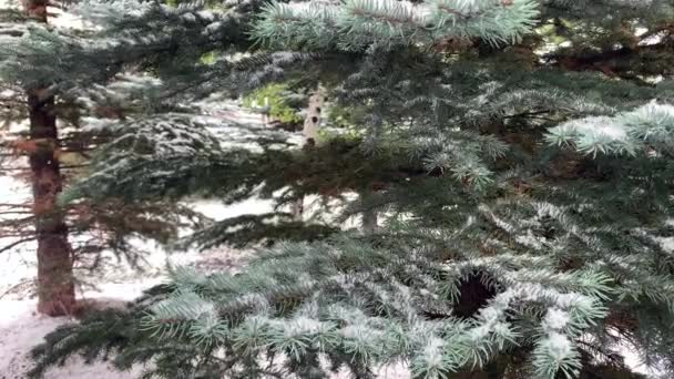 Snow Falling Pine Tree Walking Pines Snow Season — Video Stock