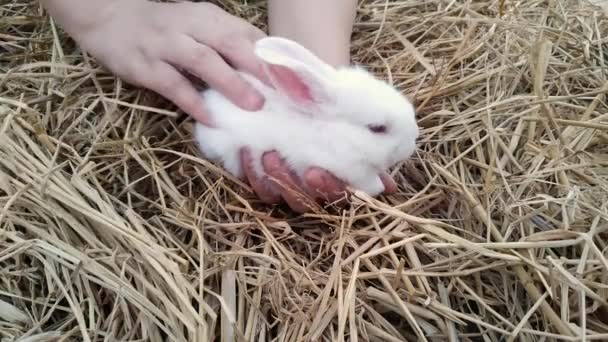 Woman Holding White Fluffy Bunny Her Hands She Wipes Its — Wideo stockowe