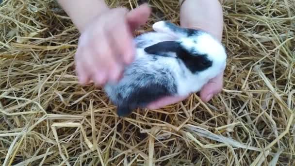 Woman Holding Mixed Colored Black White Fluffy Bunny Her Hands — Stock Video