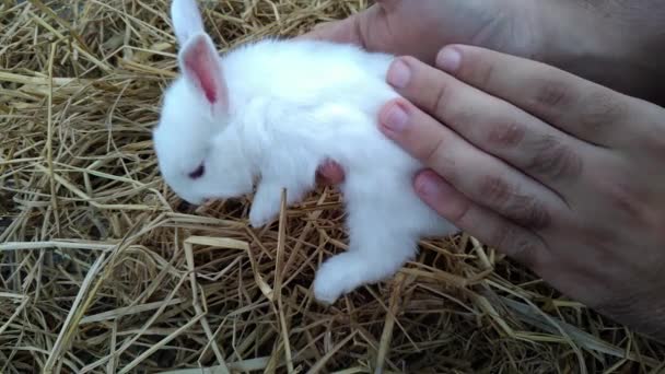 Man Holding White Fluffy Bunny His Hands Wips His Hands — Αρχείο Βίντεο