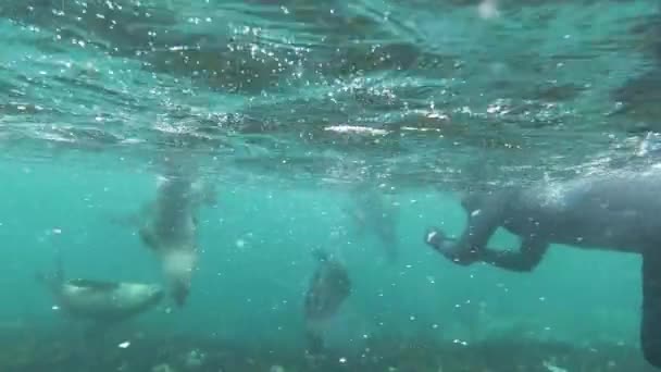 Woman Diver Gopro Snorkeling Sea Lions Shallow Water — Αρχείο Βίντεο