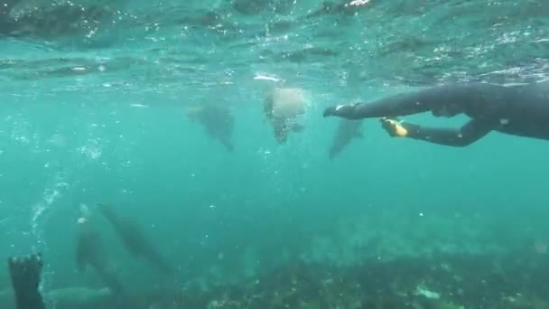 Nainen Märkäpuvussa Snorklaamassa Merileijonien Kanssa Tekemässä Videota Gopron Kanssa — kuvapankkivideo