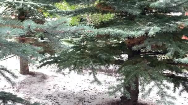 Snow Falling Pine Tree Walking Pines Snow Season — Video Stock