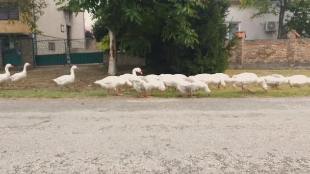 Een Landelijke Straat Met Een Kudde Ganzen Grazend Straat — Stockvideo