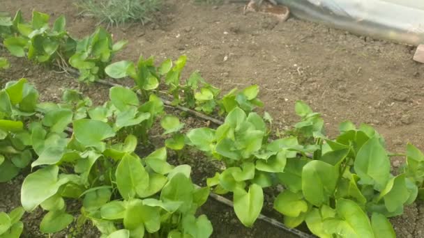 Greenhouse Calla Flowers Nursery Agriculture Home Flowers Production — Stock Video