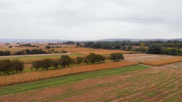 Beautiful Agricultural Video Beautiful Sunny Day Yellow Corn Fields Sunny — Vídeos de Stock