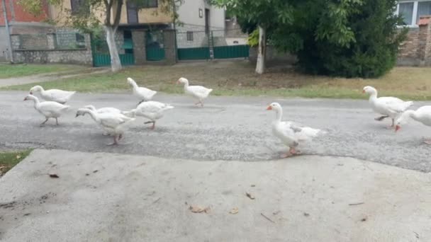 Rural Street Flock Geese Grazing Street — стоковое видео