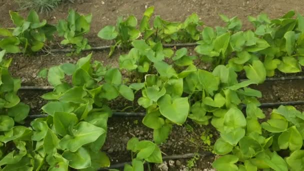 Greenhouse Calla Flowers Nursery Agriculture Home Flowers Production — Stockvideo