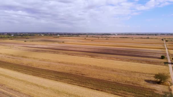 Schöne Landwirtschaftliche Video Während Eines Schönen Sonnigen Tages Gelbe Maisfelder — Stockvideo