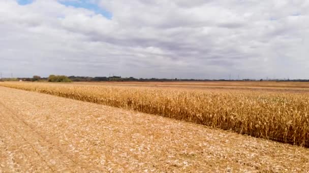 Schöne Landwirtschaftliche Video Während Eines Schönen Sonnigen Tages Gelbe Maisfelder — Stockvideo