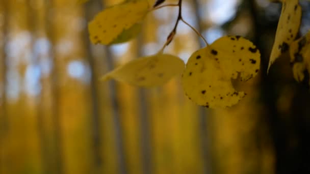 Закрыть Осенний Желтый Осиновый Лист Красивыми Осиновыми Листьями Размытыми Заднем — стоковое видео