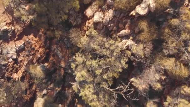 Aerial Overhead Rocky Ground Native Bush Australia — 비디오