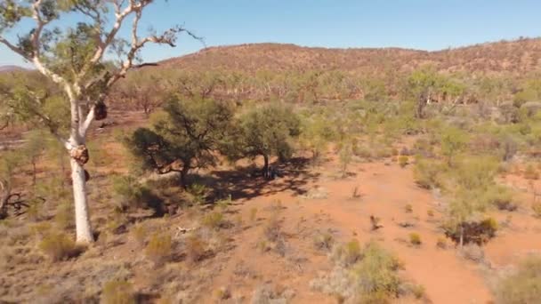 Aerial Drone Shot Hikers Resting Tree Remote Australian Bushland — Αρχείο Βίντεο