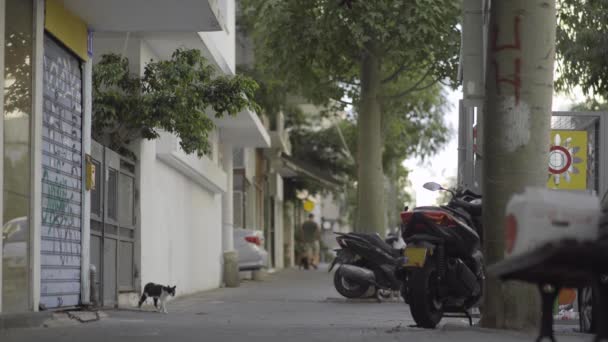 Ludzie Psy Koty Cichej Uliczce Tel Awiwu Izrael — Wideo stockowe