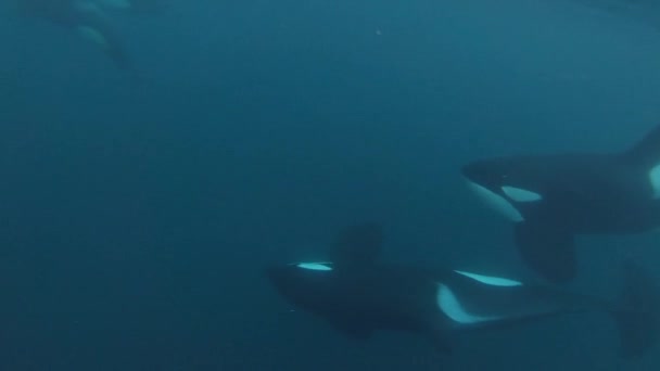 Orca Pod Underwater Male Killer Whales Swim Close Fjords Norway — ストック動画
