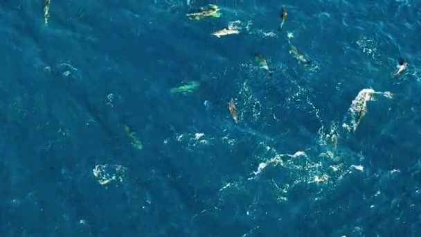 Aerial Common Dolphins Pod Resting Indian Ocean South Africa — Stockvideo