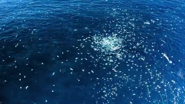 Flock Gannets Diving Feed Bait Ball Sardine Run Aerial Shot — Stockvideo