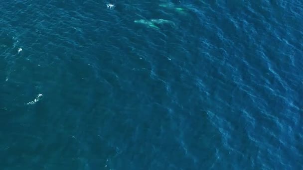 Aerial Humpback Whale Calf Come Surface Breathe Diving — ストック動画