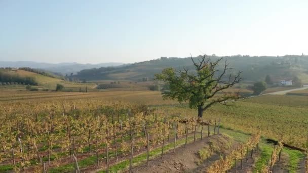 Aerial View Vineyard Fields Orbiting Tree — Vídeos de Stock