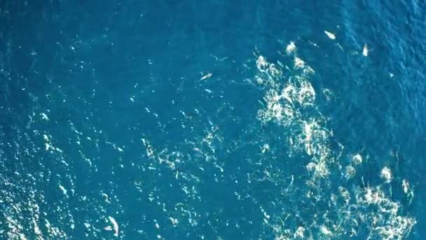 Aerial View Common Dolphins Pod Hunting Sardine Run South Africa — Stockvideo