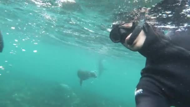 Buceador Toma Slofie Con León Marino Snorkeling Traje Neopreno Sudáfrica — Vídeos de Stock