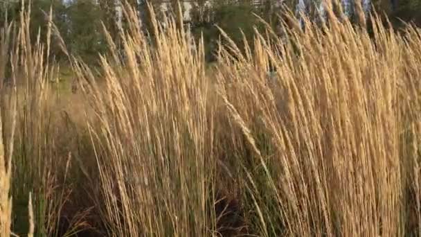 Close View Plants Moving Little Force Windy Day — Vídeo de Stock