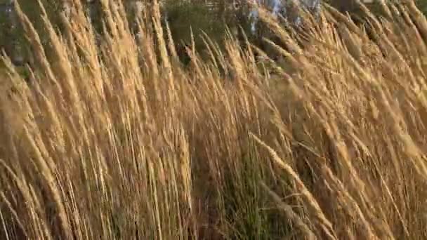 Nice Composition Plants Moving Effect Wind — Stok video