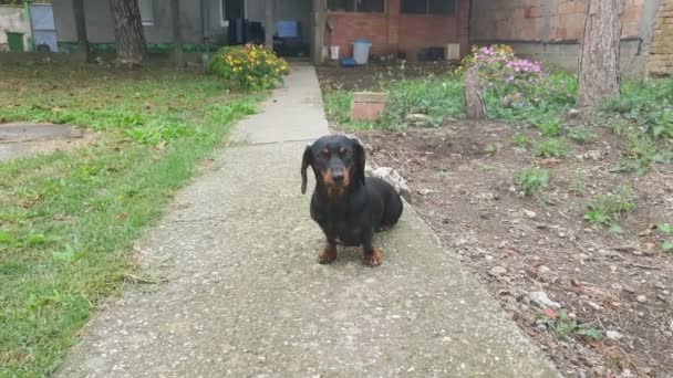 Hermoso Perro Salchicha Negro Sentado Fuera Patio — Vídeos de Stock