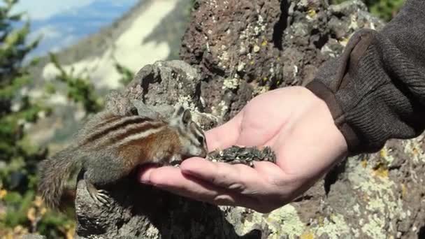 Colorado Chipmunk Eating Seeds Man Hand Mountain Background — Stok video
