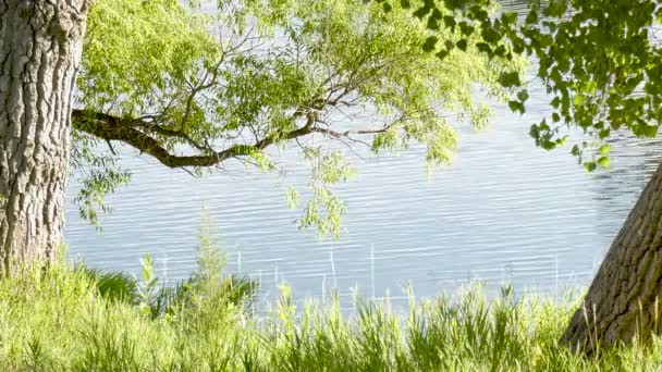Lake Calm Ripples Framed Trees Branches Summer — Vídeo de Stock