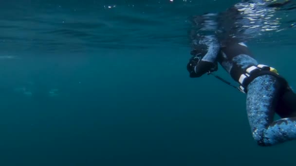Orcas Killer Whales Swim Divers Wetsuits Underwater Norway — Αρχείο Βίντεο