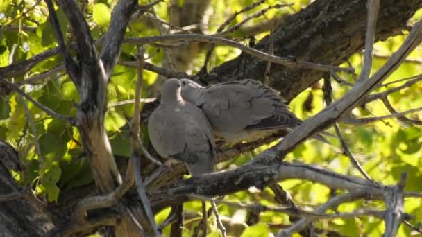 Eurasian Collard Doves Kissing Showing Affection Each Other Tree — Stockvideo
